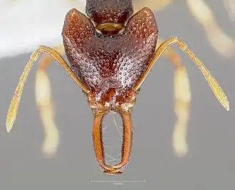 Голова муравья Microdaceton tibialis
