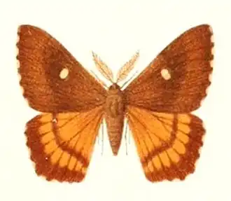 Cercophaninae