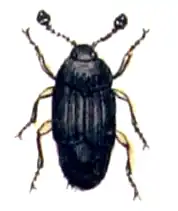 Micropeplus porcatus