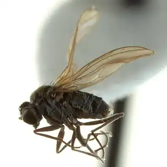Microphorella vockerothi
