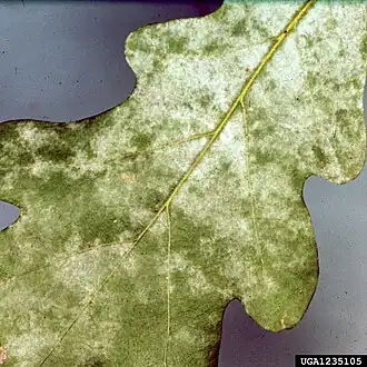 Эризифе дубовая (Erysipha alphitoides)