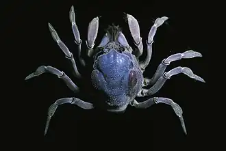 Mictyris platycheles