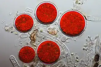 Цисты Haematococcus pluvialis, содержащие астаксантин (дифференциальная интерференционно-контрастная микроскопия)