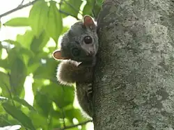 Лемур выглядывает из-за дерева