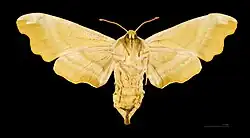 Mimas tiliae ♀ △