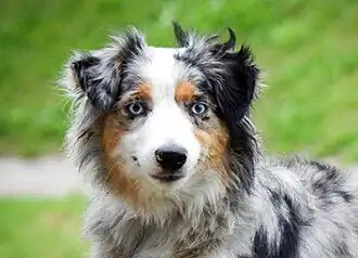 Мини аусси окраса блю-мерль с голубыми глазами