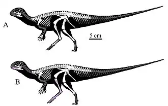 Скелетная реконструкция, показывающая кости голотипа (сверху) и все известные на момент описания остатки вида (снизу). Белым цветом показаны кости голотипа, фиолетовым — кости других образцов, серым — отсутствующие кости.