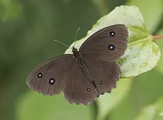 Бархатница дриада