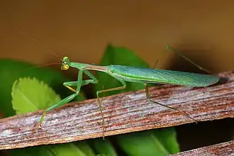 Miomantis caffra, Португалия