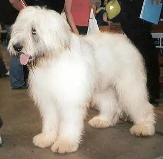 Румынская миоритская овчарка