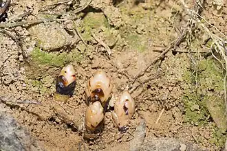 Mitrastemon yamamotoi