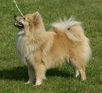 Немецкий шпиц