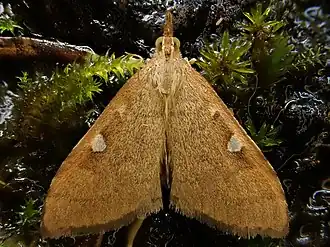 Mnesictena marmarina