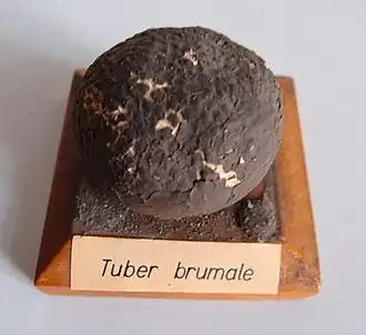 Трюфель зимний, муляж