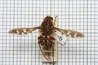 Moegistorhynchus longirostris