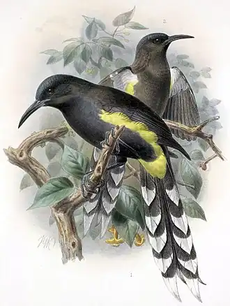 Желтоухий мохоиз The Avifauna of Laysan,1893—1900