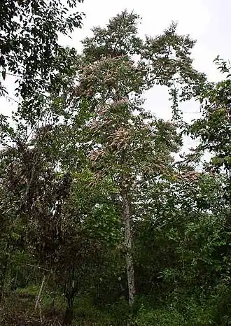 Тропические деревья в Белизском ботаническом саду