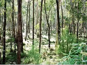 Заросли эвкалипта на территории национального парка Монга