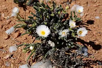 Monilaria scutata subsp. obovata