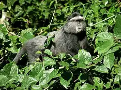 Коронованная мартышка