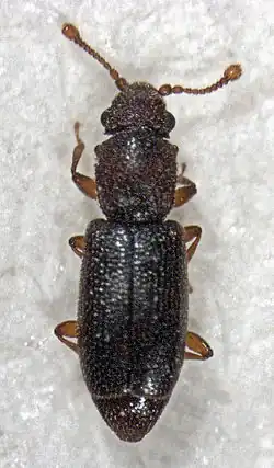 Monotoma longicollis