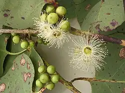 Цветущее дерево