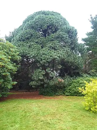 Габитус взрослого дерева