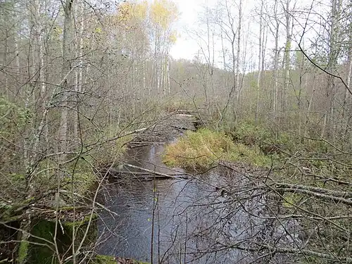 Река Морье в урочище Пурново. Вид на восток. 2015 г.