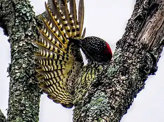 Самка чистит перья