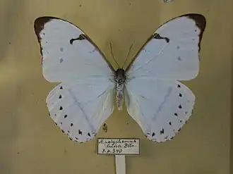 Morpho polyphemus