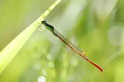 Mortonagrion selenion, Восточная Азия