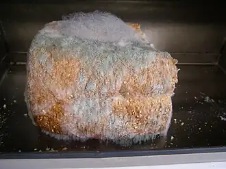 Мукор на хлебе