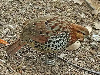 Бамбуковая куропатка