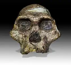 Череп Australopithecus africanus (2,1 млн л. н.). «Миссис Плез»[англ.]