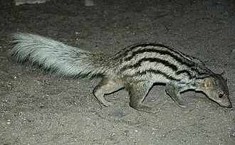 Мунго Грандидье