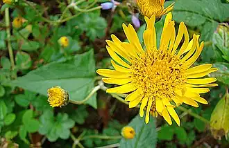 Муннозия крестовниковидная