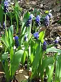 Гадючий лук широколистный (Muscari latifolium)