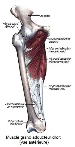 Большая приводящая мышца