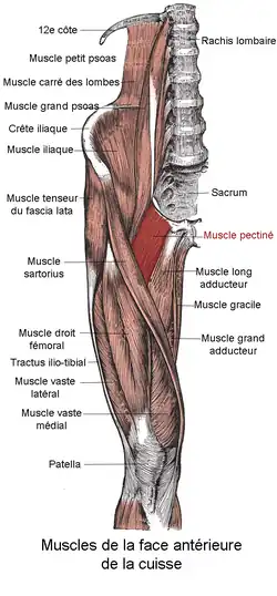 Гребенчатая мышца выделена красным