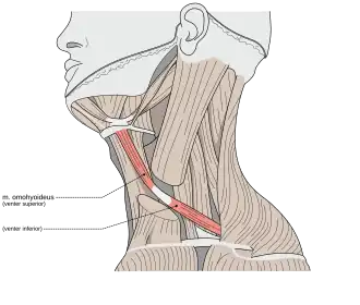 Мышцы шеи, вид сбоку: Лопаточно-подъязычная выделена красным цветом