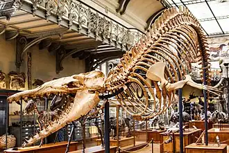 Скелет в Национальном музее естественной истории (Париж)