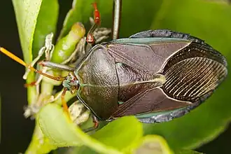 Musgraveia sulciventris