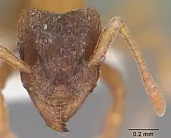 Голова рабочего