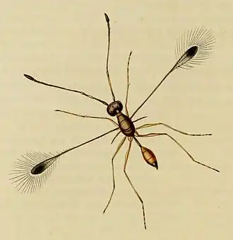 Mymar pulchellum