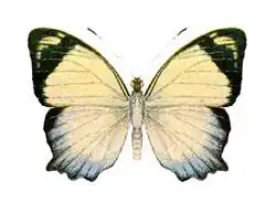 Mynes geoffroyi (верхняя сторона крыльев)