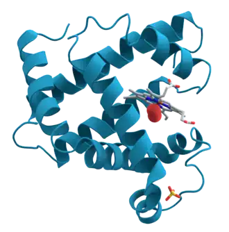 Модель спиральных доменов в миоглобине