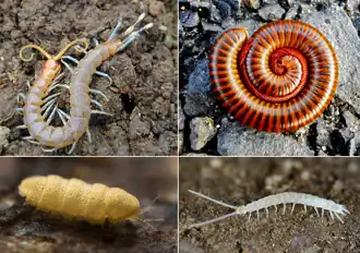 Представители четырех современных классов. Сверху: Губоногие и Двупарноногие. Снизу: Симфилы и Пауроподы.