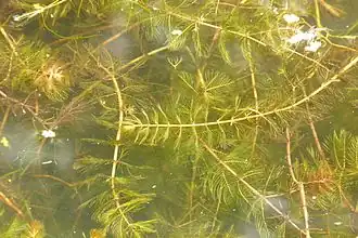 Уруть колосистая