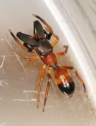 Myrmarachne formicaria