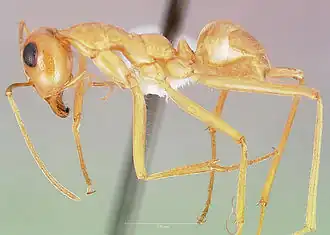 Myrmecocystus mexicanus